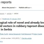 <a href="https://www.nature.com/articles/s41598-023-28562-8" target="_blank" rel="noreferrer noopener">Epidemiological role of novel and already known ‘Ca. P. solani’ cixiid vectors in rubbery taproot disease of sugar beet in Serbia</a>