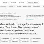 <a href="https://www.frontiersin.org/articles/10.3389/fmicb.2023.1164035/full" target="_blank" rel="noreferrer noopener">A biotroph sets the stage for a necrotroph to play: ‘Candidatus Phytoplasma solani’ infection of sugar beet facilitated Macrophomina phaseolina root rot</a>