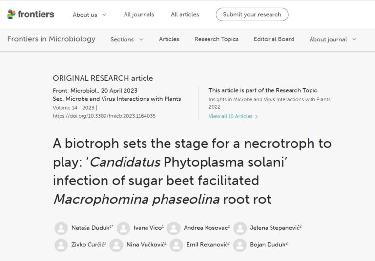<a href="https://www.frontiersin.org/articles/10.3389/fmicb.2023.1164035/full" target="_blank" rel="noreferrer noopener">A biotroph sets the stage for a necrotroph to play: ‘Candidatus Phytoplasma solani’ infection of sugar beet facilitated Macrophomina phaseolina root rot</a>
