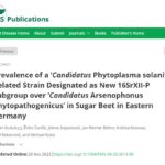 <a href="https://apsjournals.apsnet.org/doi/abs/10.1094/PDIS-04-23-0613-RE?journalCode=pdis" target="_blank" rel="noreferrer noopener">Prevalence of a ‘Candidatus Phytoplasma solani’-Related Strain Designated as New 16SrXII-P Subgroup over ‘Candidatus Arsenophonus phytopathogenicus’ in Sugar Beet in Eastern Germany</a>