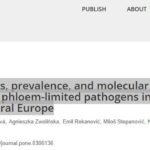 <a href="https://journals.plos.org/plosone/article?id=10.1371/journal.pone.0306136" target="_blank" rel="noreferrer noopener">Geographical variations, prevalence, and molecular dynamics of fastidious phloem-limited pathogens infecting sugar beet across Central Europe</a>