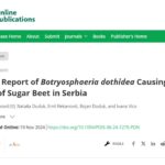<a href="https://apsjournals.apsnet.org/doi/10.1094/PDIS-06-24-1275-PDN" target="_blank" rel="noreferrer noopener">First Report of Botryosphaeria dothidea Causing Root Rot of Sugar Beet in Serbia</a>